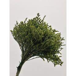 Tatarica Preservada Verde 30cm 100g
