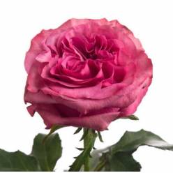 Rosa Ecu. Country Blues 60cm