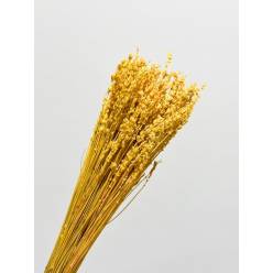 Lavanda Preservada Amarilla 40cm 100g