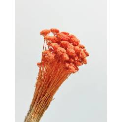 Achilea Preservada Naranja 35cm 80g