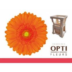 Gerbera Mini Hol. Max Na. "T20"