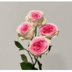 Ramificada Mini Eden 40cm (7 Dias - 2)