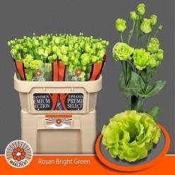 Lisiantus Hol. G Rosan Br Green 70cm 55gr "T10"