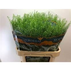 Lepidium Thlaspy Green Bell 75cm 22gr "T25"