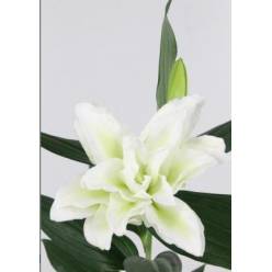 Oriental Hol. Doble Rl. Dejima 80cm 3/4 Fl. Bl.