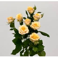 Ramificada Trinity 50cm Crem. (7 Dias - 2)