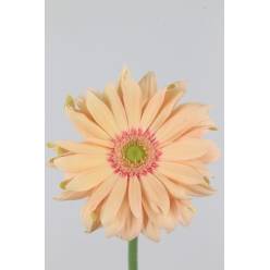 Gerbera Hol. Kv Pasta Rosata x10  (7 Dias - 2)