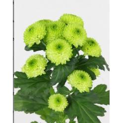 Marg. Santini Country Lime x25 55cm 1100gr