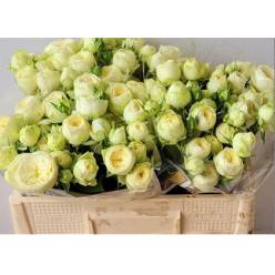 Ramificada Ayala 50cm bl.