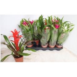 P. Guzmania Mixta 12/45cm x10