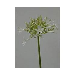 Agapantus Hol. Gletsjer Bl 60cm