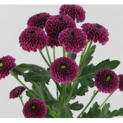 Santini Purpetta 1100gr "T25" Mor.