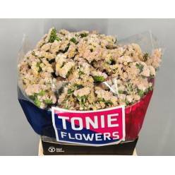 Statice Hol. Apricot Sun Birds 60cm 25gr "T25" Rs/Sal.