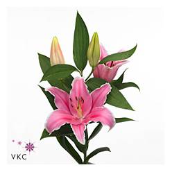 Oriental Hol. Rs. Catemaco 100cm 5 flores