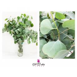 Eucalipto Populus (Dollar) (7 Dias - 2�)
