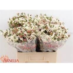 Flor Cera Hol. Moonl Delight 60cm 20gr "T25"