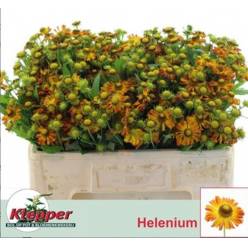 Helen Orange beauty 50cm