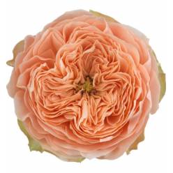 Rosa Hol. Sweet Harper 50cm