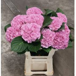 Hortensia Hol. Vienna 60cm �16/18  Bic.