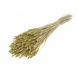 Trigo Seco Oro 50cm 200g