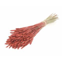 Trigo Seco Rojo Purpurina Roja 65cm (150 Tallos)