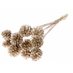 Pick Pias Champan 50cm (5-7cm)(x10uds)