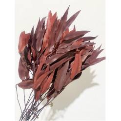 Eucalipto Pendula Preservado Rojo 70cm 180g