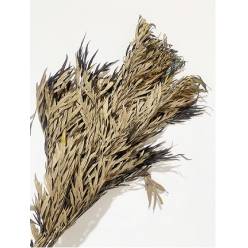 Grevillea Preservada Otoal 70cm 170g