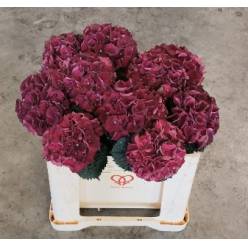 Hortensia Hol. Mag. Dark Ruby 50cm �16/18
