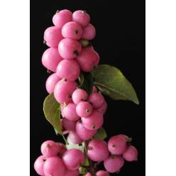 Symphocarpos Magical Pin Falls 50cm Rs.
