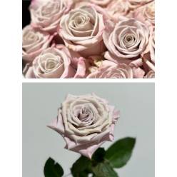 Rosa Ecu. Menta 50cm