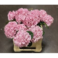 Hortensia Hol. Vienna 50cm �16/18 Rs.