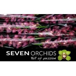 Cymbidium x6 Gerry 80cm Fr.