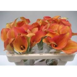 Calla Captain Brunello 50cm Nj.