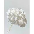 Hortensia Preservada Premium Blanca 15-20cm