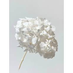 Hortensia Preservada Premium Blanca 15-20cm