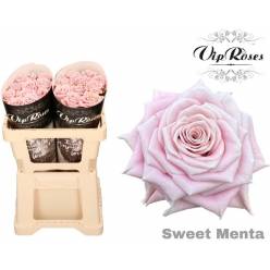 Rosa Hol. Sweet Menta 50cm "Vip Roses"