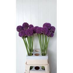 Allium Ambassador 95cm