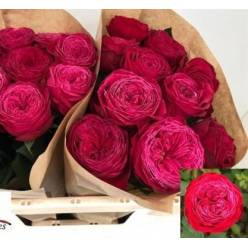 Rosa Hol. Just More! 30cm Frs.