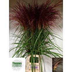 Miscanthus Sinensis Ov. Red 100cm