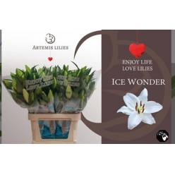 Oriental Hol. Bl. Ice Wonder 75cm 3 flores