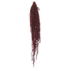 Amaranthus Preservado Burgundy 40-70cm 150g