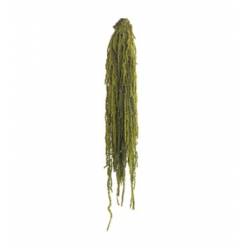 Amaranthus Preservado Verde Almendra 40-70cm 150g