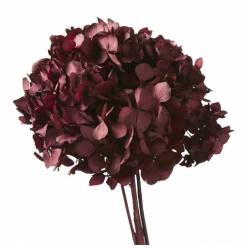 Hortensia Preservada Standard Byzance 18-25cm