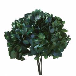 Hortensia Preservada Standard Verde/Azul 18-25cm