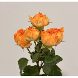 Ramificada Orange Trendsetter 60cm