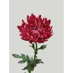Uniflor Ecu. Andrea Red  70cm Rj