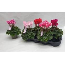P. Cyclamen Md Super Macro Mix 12/25cm "CC4"