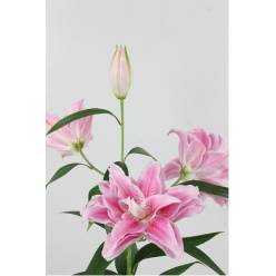 Oriental Hol. Doble Rl. Thalita 85cm 5 Fl. Rosa.