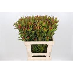 Leucadendro Ayoba Cherry Pearl 60cm x10